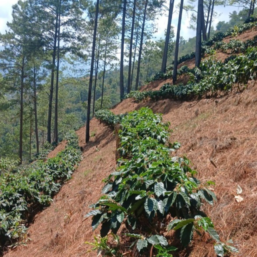 Photo of Kenya Gicherori Factory - Embu