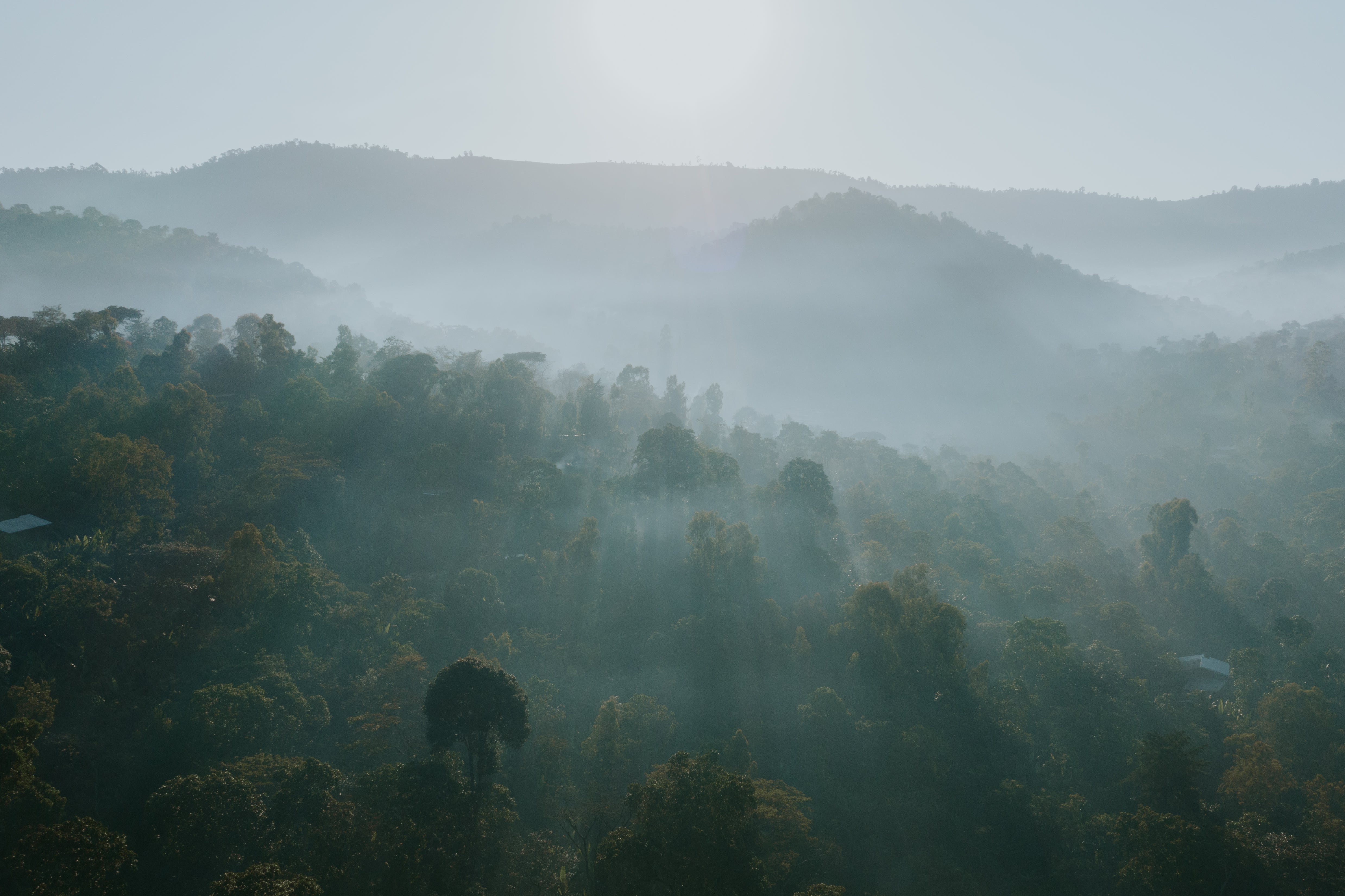 Photo of Ethiopia Lalesa Natural